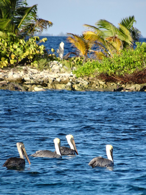 Pelikane Sandy Island