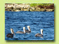 Pelikane Sandy Island